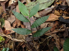 Oplismenus compositus