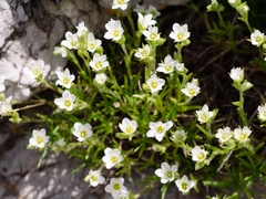 Minuartia