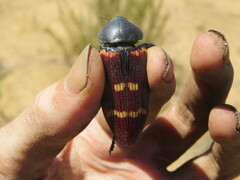 Temognatha stevensii