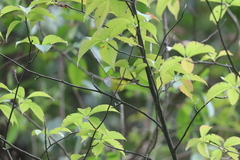 Phylloscopus castaniceps