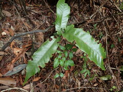Tectaria harlandii