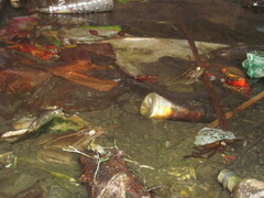 Hoplobatrachus tigerinus