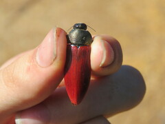 Temognatha chalcodera