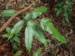 Tectaria harlandii