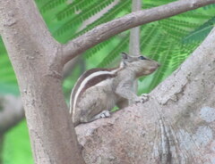 Funambulus pennantii