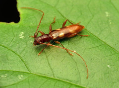 Heterachthes quadrimaculatus