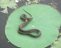 Fowlea piscator