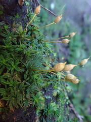 Pogonatum aloides