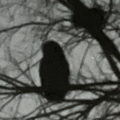 Strix varia