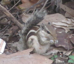 Funambulus pennantii