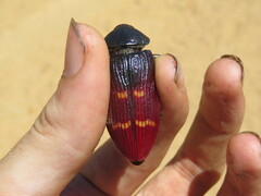 Temognatha stevensii