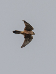 Falco tinnunculus canariensis