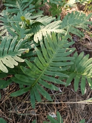 Polypodium cambricum