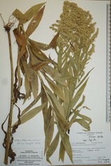 Solidago fallax molina