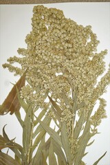 Solidago fallax molina