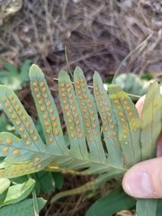 Polypodium cambricum