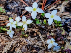 Houstonia procumbens