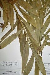 Solidago fallax molina