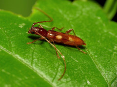 Heterachthes quadrimaculatus