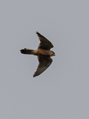 Falco tinnunculus canariensis