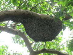 Apis dorsata