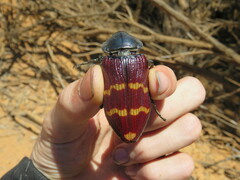 Temognatha stevensii