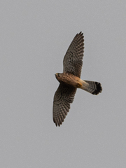 Falco tinnunculus canariensis