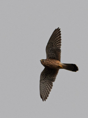 Falco tinnunculus canariensis