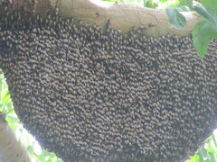 Apis dorsata