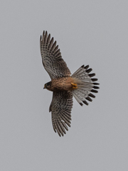 Falco tinnunculus canariensis