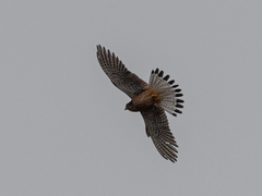 Falco tinnunculus canariensis