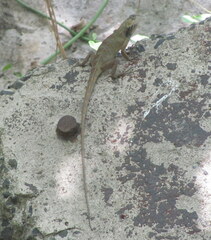 Calotes versicolor
