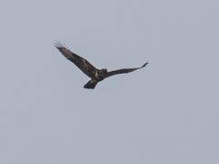 Buteo buteo insularum