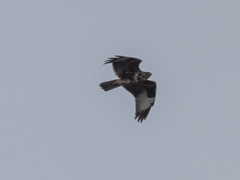 Buteo buteo insularum