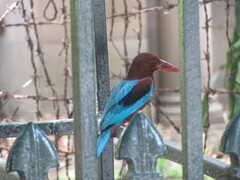 Halcyon smyrnensis