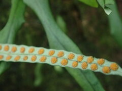 Lepisorus monilisorus