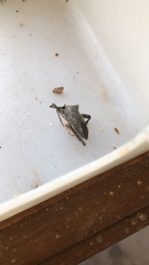 Acanthocephala declivis