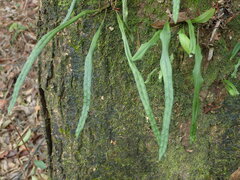 Lepisorus monilisorus