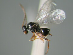 Andricus chinquapin