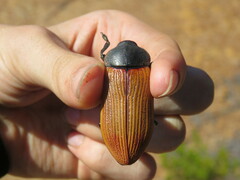 Temognatha stevensii