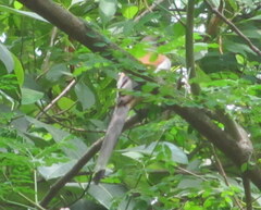 Dendrocitta vagabunda
