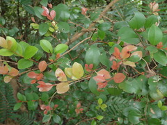 Syzygium elliptifolium