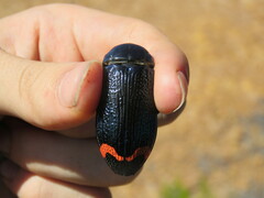 Temognatha mnizechii