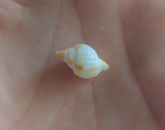 Cancellaria reticulata