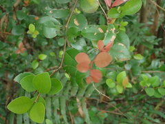 Syzygium elliptifolium