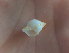 Cancellaria reticulata