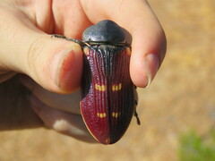 Temognatha stevensii