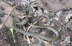 Fowlea piscator