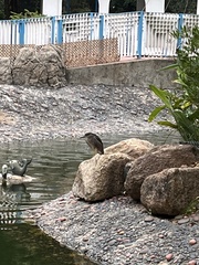 Nycticorax nycticorax