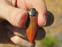 Temognatha chalcodera
